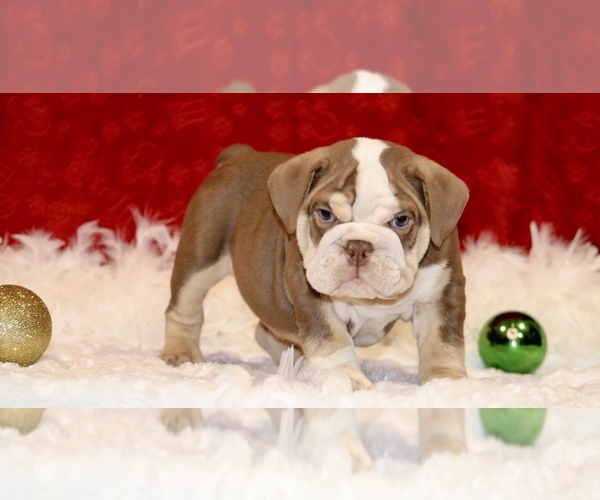 Medium Photo #7 English Bulldog Puppy For Sale in PALMDALE, CA, USA
