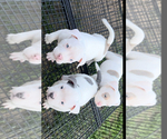 Small #7 American Bully