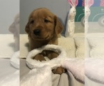 Small Photo #10 Golden Retriever Puppy For Sale in CHICAGO, IL, USA