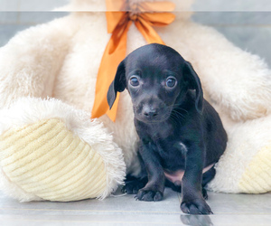 Chiweenie Puppy for sale in CLEVELAND, NC, USA
