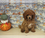 Small #11 Poodle (Toy)