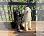 Small Photo #1 Goldendoodle Puppy For Sale in VERNONIA, OR, USA