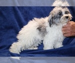 Small #7 ShihPoo