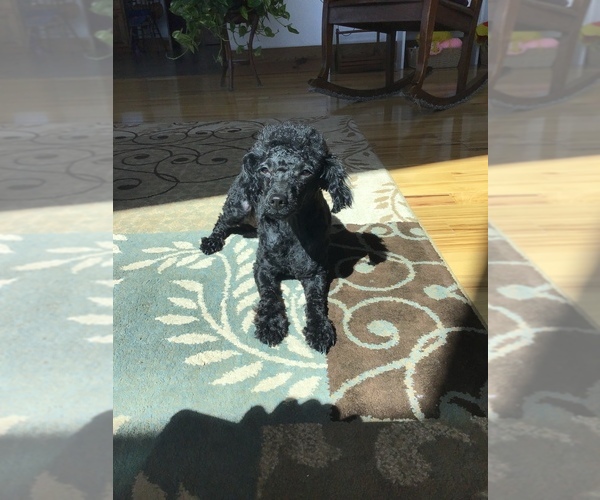 Medium Photo #1 Poodle (Toy) Puppy For Sale in WILLOW SPRINGS, MO, USA