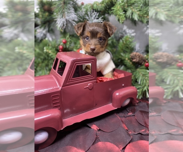 Medium Photo #7 Shorkie Tzu-Yorkshire Terrier Mix Puppy For Sale in SELLERSBURG, IN, USA