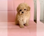 Image preview for Ad Listing. Nickname: Boss