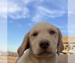 Small #10 Golden Labrador