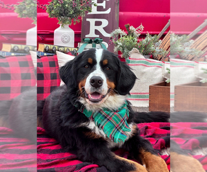 Mother of the Bernese Mountain Dog puppies born on 05/29/2025