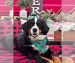 Small Photo #1 Bernese Mountain Dog Puppy For Sale in ASHEVILLE, NC, USA