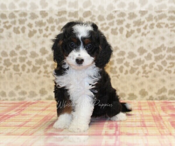Medium Photo #2 Miniature Bernedoodle Puppy For Sale in DENVER, PA, USA
