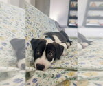 Small #2 Labrador Retriever Mix