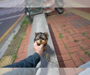 Yorkshire Terrier Puppy for sale in ASTORIA, NY, USA