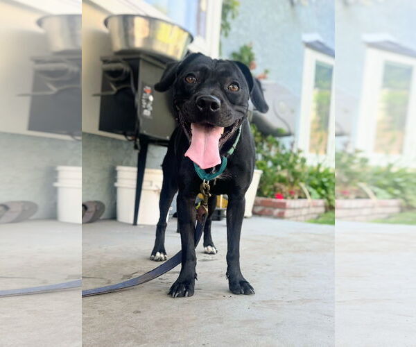 Medium Photo #15 Labrador Retriever-Unknown Mix Puppy For Sale in San Diego, CA, USA