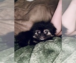 Small #2 Pekingese