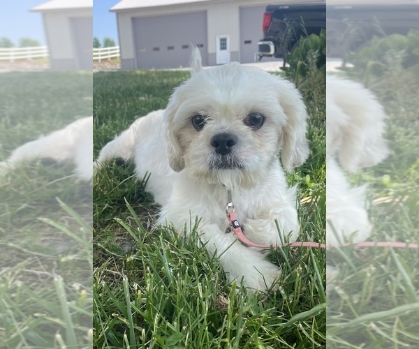 Medium Photo #1 Shih Tzu Puppy For Sale in CANOGA, NY, USA