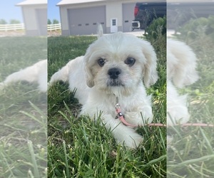 Mother of the Shih Tzu puppies born on 03/22/2025