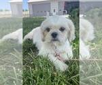 Small Photo #1 Shih Tzu Puppy For Sale in CANOGA, NY, USA
