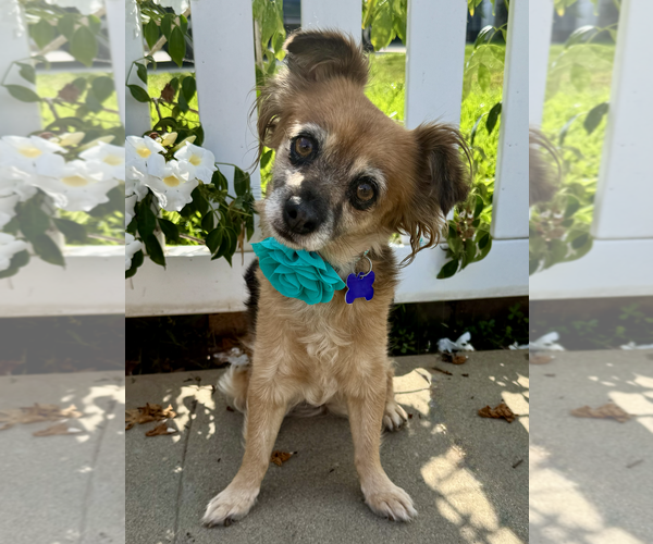 Medium Photo #6 Chihuahua-Cocker Spaniel Mix Puppy For Sale in Newport Beach, CA, USA