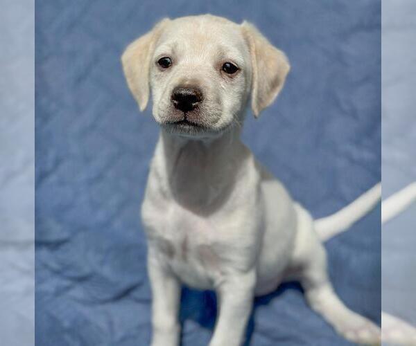 Medium Photo #3 Colonial Cocker Spaniel-Unknown Mix Puppy For Sale in San Diego, CA, USA