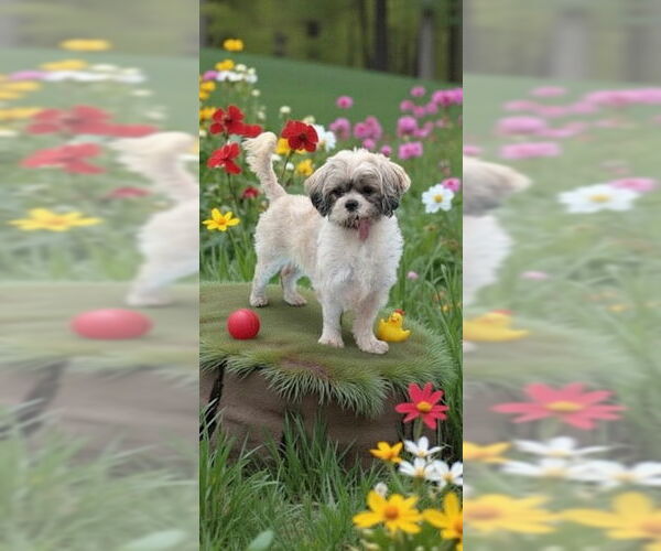 Medium Photo #1 Shih Tzu Puppy For Sale in Weston, FL, USA
