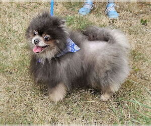 Mac Fox - Male Pomeranian Dog for Adoption - Photo #6