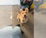 Small #1 American Pit Bull Terrier-Labrador Retriever Mix