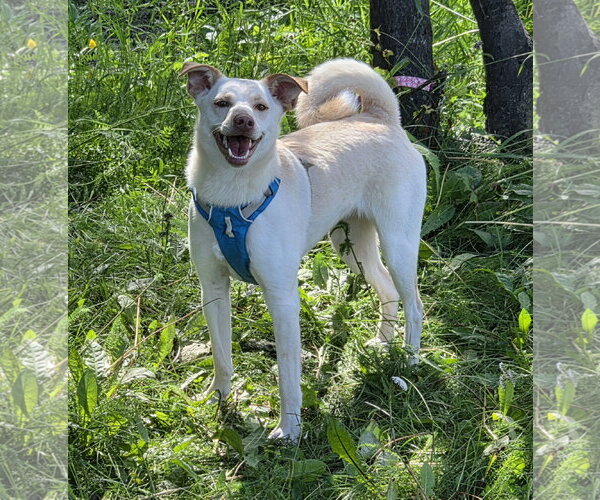 Medium Photo #1 Shiba Inu-Unknown Mix Puppy For Sale in Anchorage, AK, USA