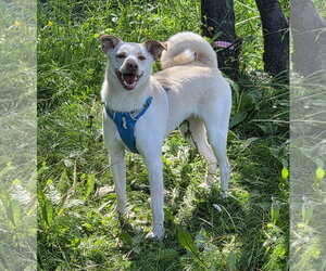Shiba Inu-Unknown Mix Dogs for adoption in Anchorage, AK, USA