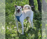 Small Shiba Inu Mix