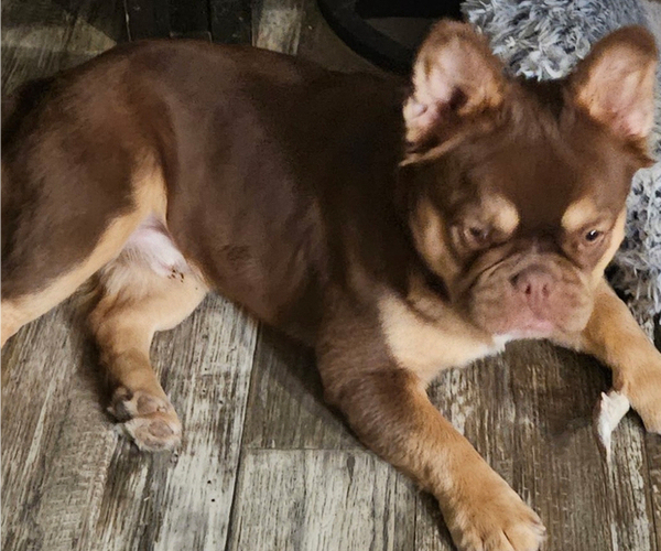 Medium Photo #1 French Bulldog Puppy For Sale in SAN ANTONIO, TX, USA