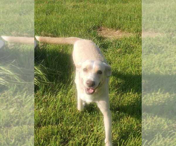 Medium Photo #3 Mutt Puppy For Sale in Abbeville, LA, USA