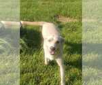Small #2 Mutt