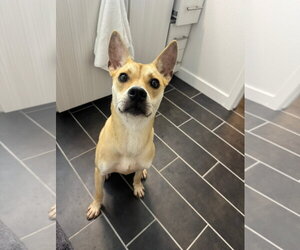 Mutt Dogs for adoption in Berkeley, CA, USA