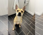 Small Mutt
