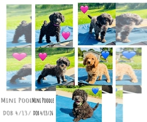 Poodle (Miniature) Puppy for sale in DUBUQUE, IA, USA