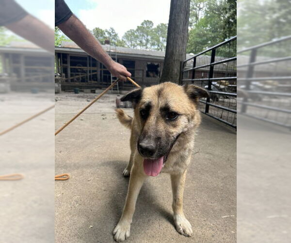 Medium Photo #2 Mutt Puppy For Sale in Virginia Beach, VA, USA