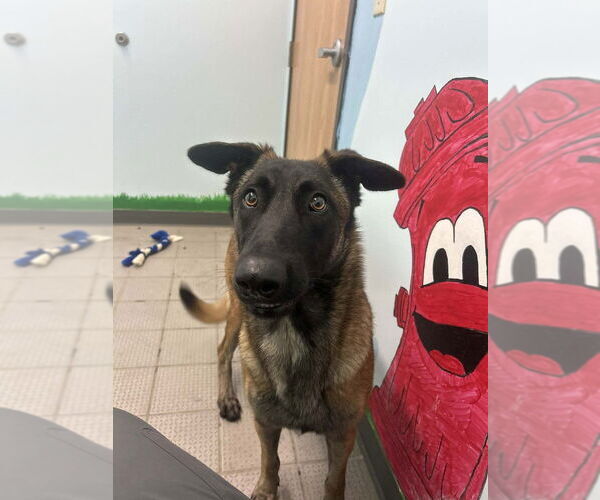 Medium Photo #3 Mutt Puppy For Sale in Imlay City, MI, USA