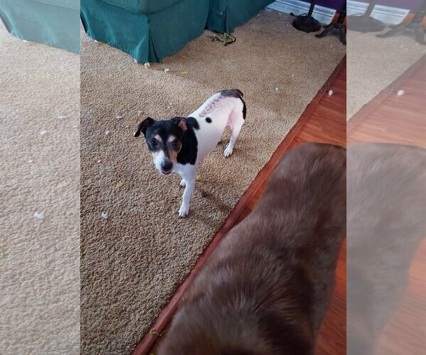 Medium Photo #8 Feist Terrier-Jack Russell Terrier Mix Puppy For Sale in Columbus, IN, USA