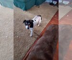 Small #7 Feist Terrier-Jack Russell Terrier Mix