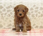 Small #3 Cavapoo
