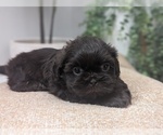 Small #5 Shih Tzu