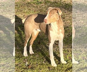 Australian Shepherd-Unknown Mix Dogs for adoption in Ridgefield, CT, USA