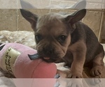 Small Photo #28 American Bullnese-French Bulldog Mix Puppy For Sale in DISCOVERY BAY, CA, USA