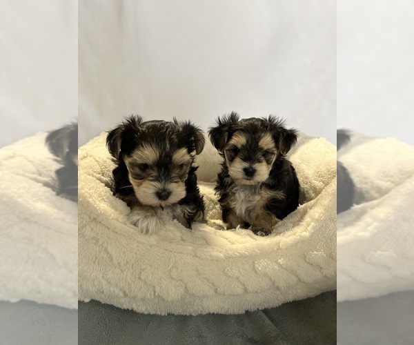 Medium Photo #2 Morkie Puppy For Sale in CORNERSVILLE, TN, USA