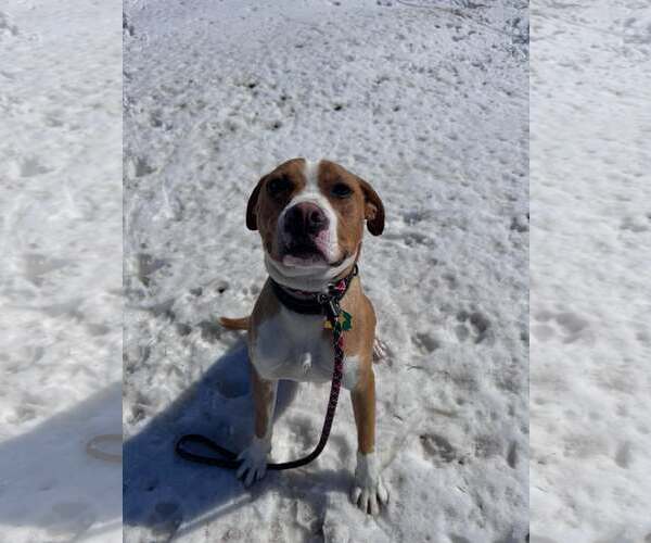 Medium Photo #1 Boxer-Unknown Mix Puppy For Sale in Burnsville, MN, USA