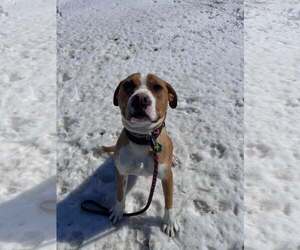 Boxer-Unknown Mix Dogs for adoption in Burnsville, MN, USA