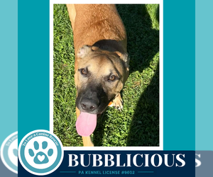 Bubblicious (Bubble Gum Gang) 102426 - Male Mutt Dog for Adoption - Photo #3