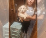 Puppy Male 1 Golden Retriever