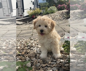 Coton de Tulear-Poodle (Toy) Mix Puppy for sale in CANOGA, NY, USA
