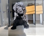 Puppy 5 Bernedoodle-Schnoodle (Giant) Mix